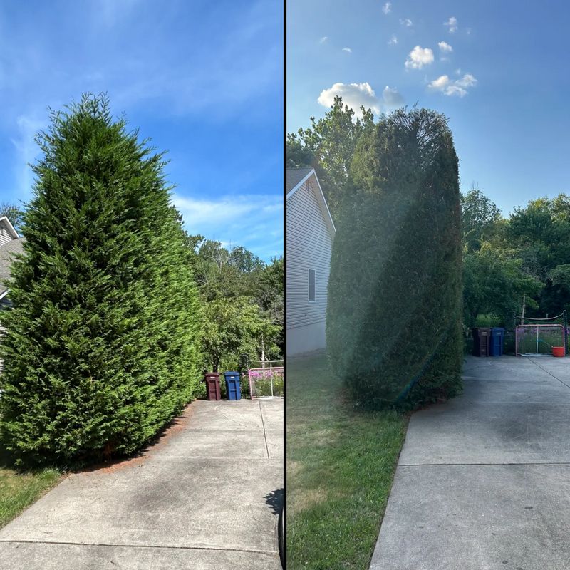 Tree Trimming