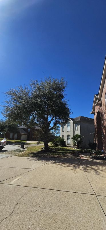 Tree Trimming