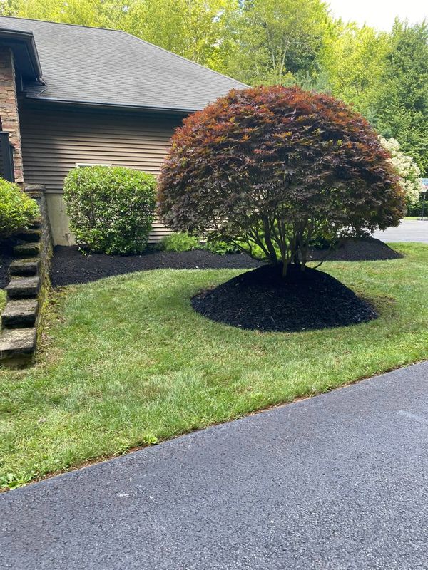 Tree and Shrub Care