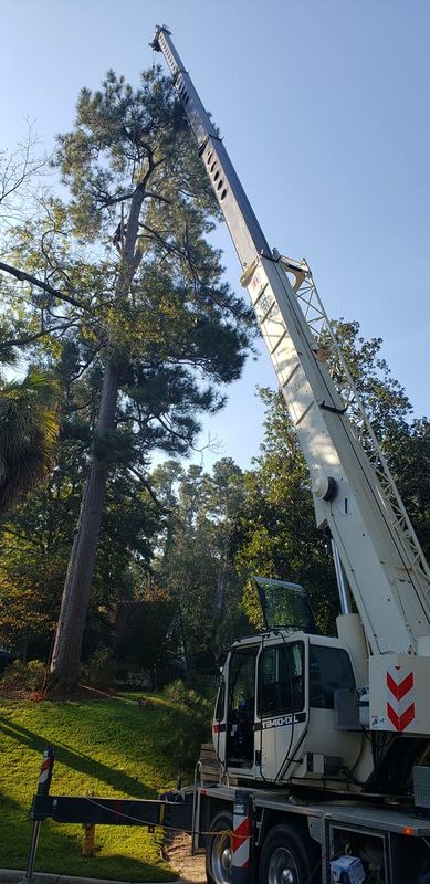 Tree Removal gallery
