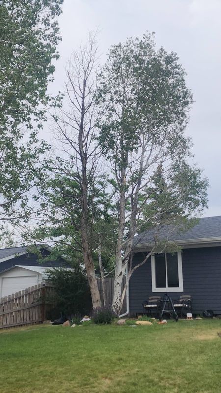 Tree Removal
