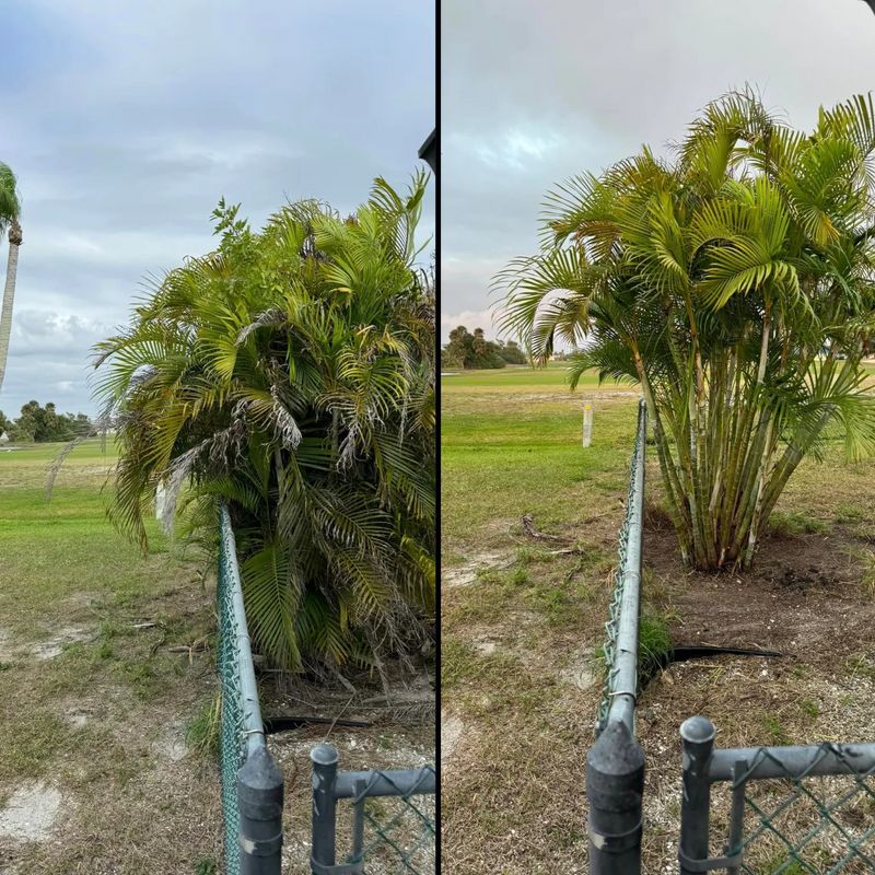 Shrub Trimming