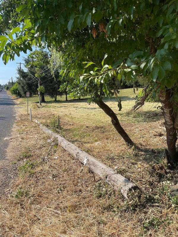 Brush Clearing