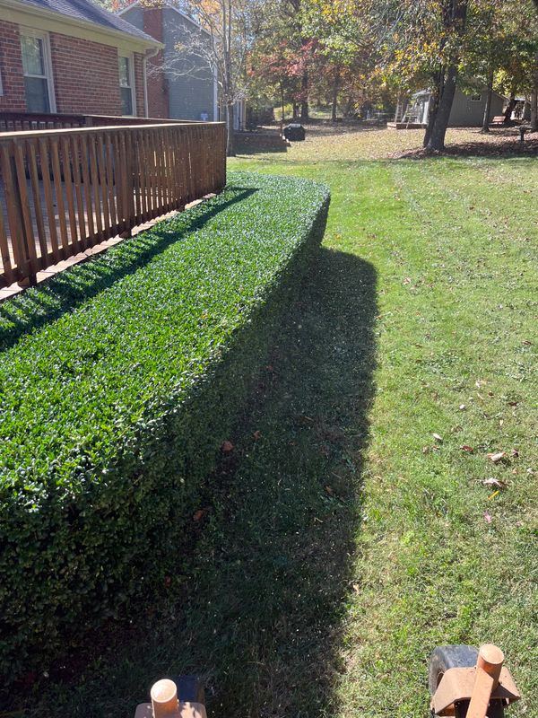 Tree and Shrub Care