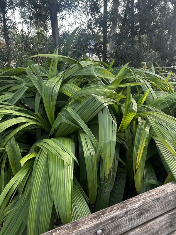 Landscape Installation
