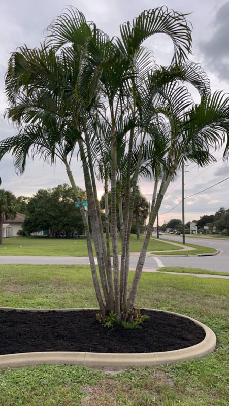 Tree Trimming