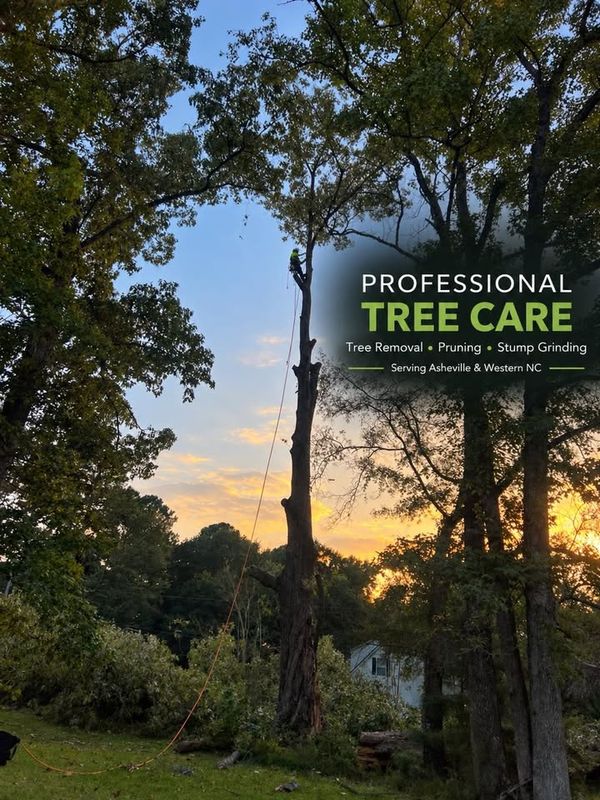 Tree Trimming