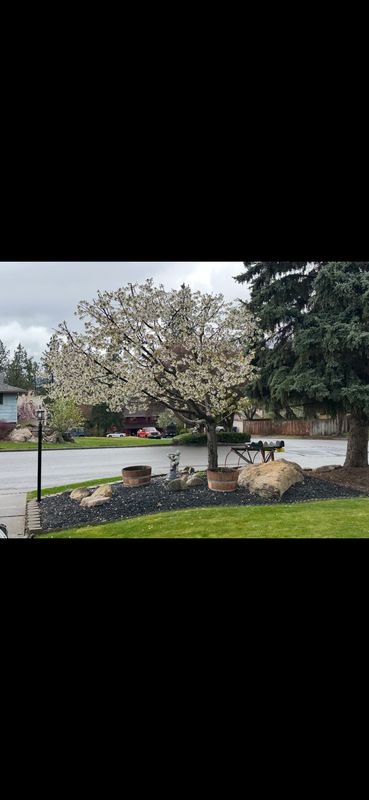 Tree Trimming gallery