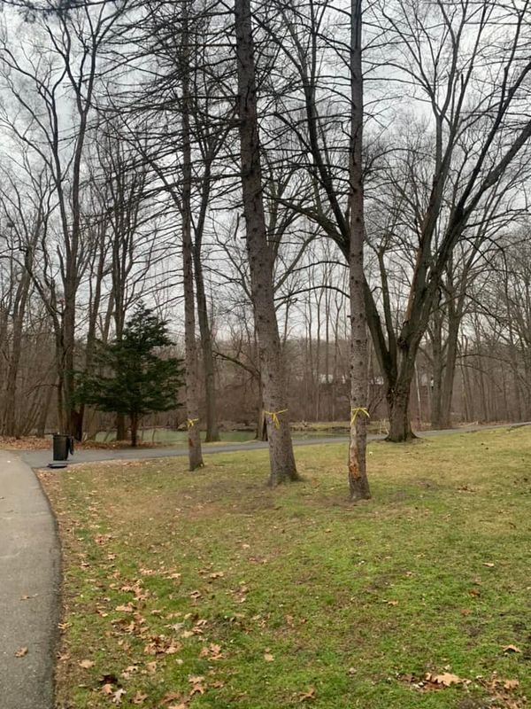 Tree Removal gallery