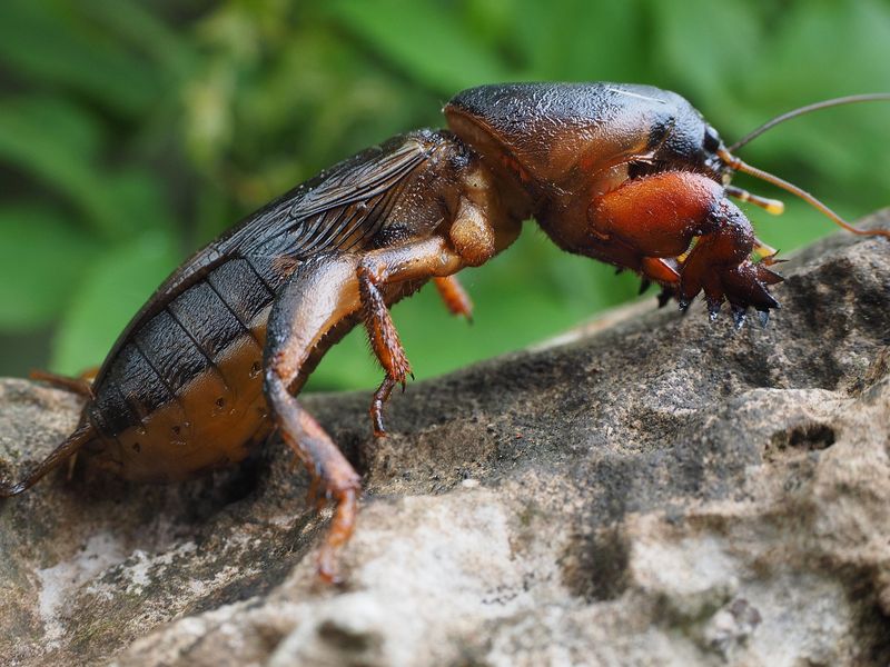 Wildlife Removal