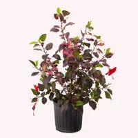 Plant and tree list