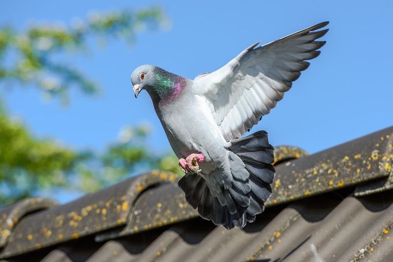 Pigeon Control