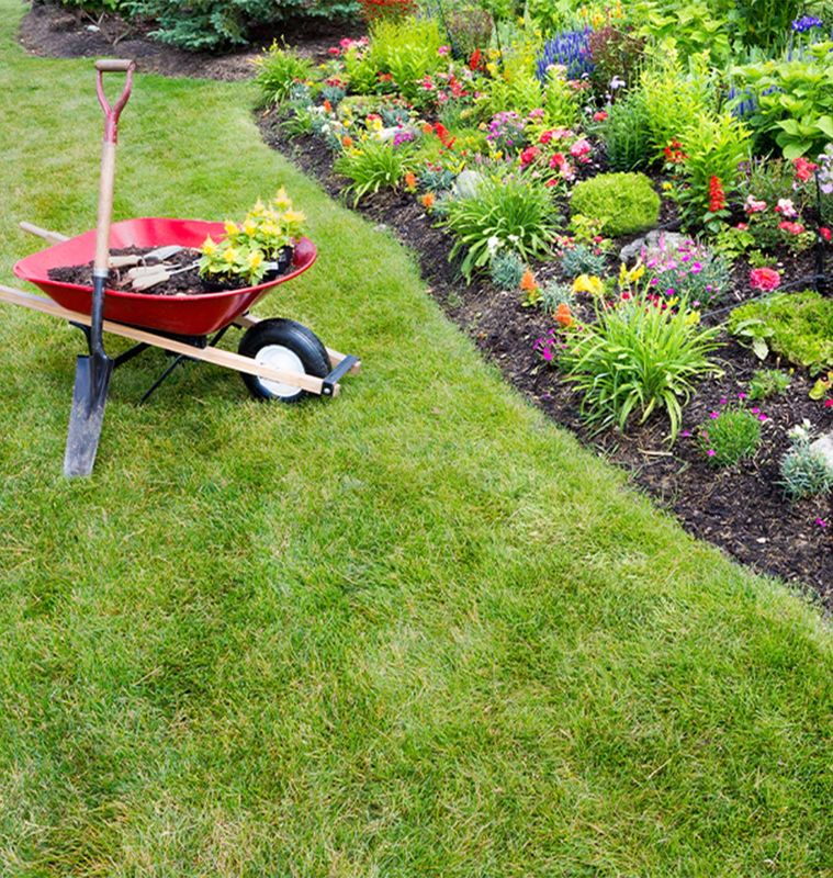 General Lawn Cleanup