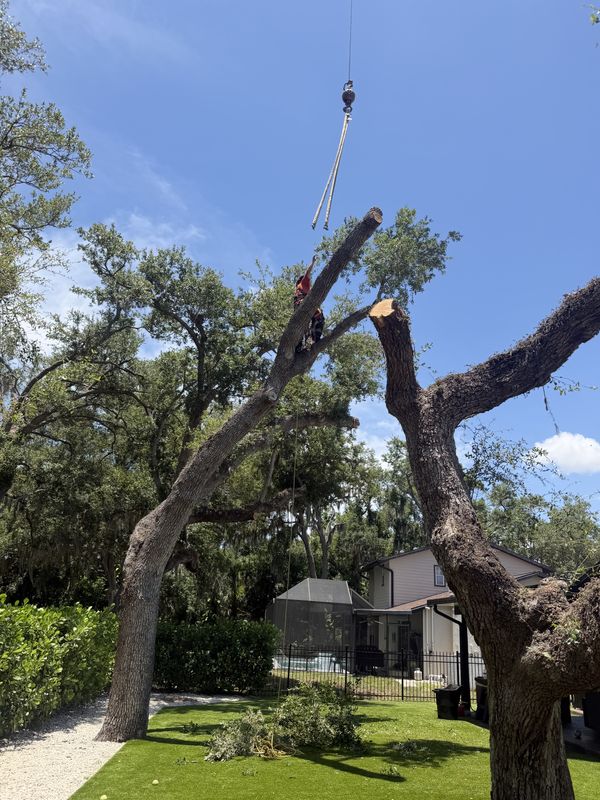 Tree Removal