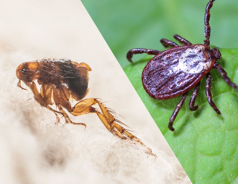 Flea & Tick Control