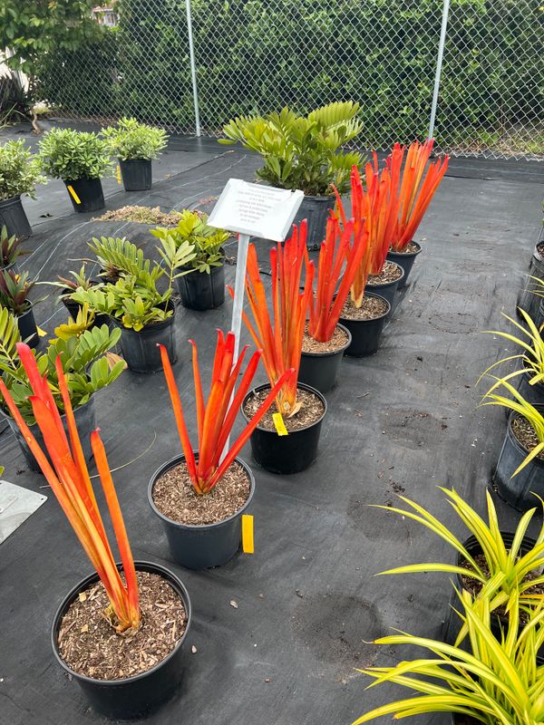 Plant and tree list