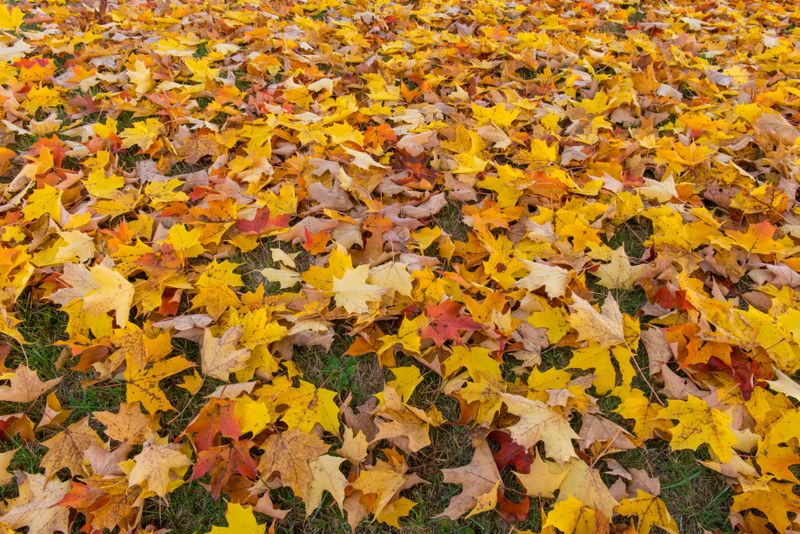 Leaf Cleanups