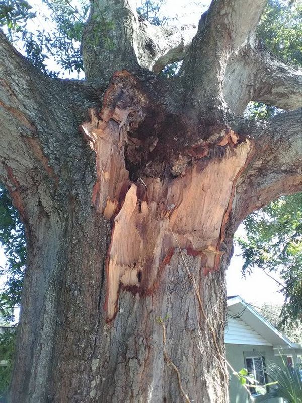 Tree Risk Assements