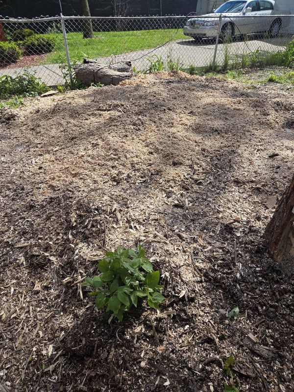 Stump Grinding