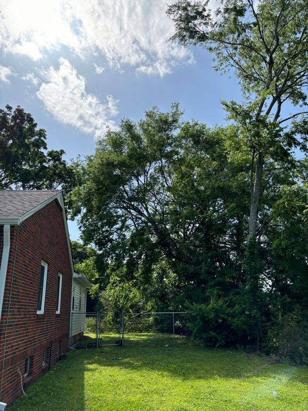 Tree Trimming