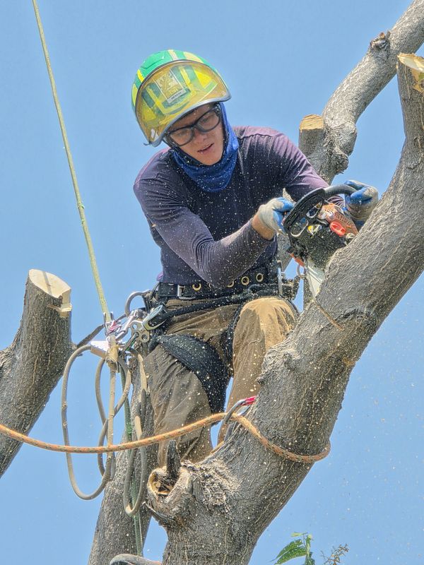 Tree Pruning & Removal