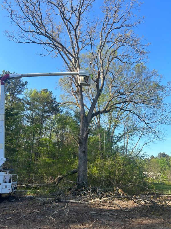 Land Clearing and Development