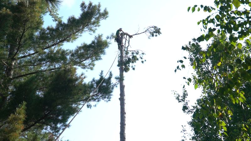 Tree Removal