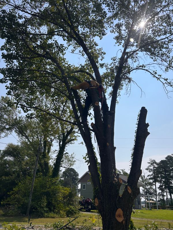 Tree Removal & Limbing 