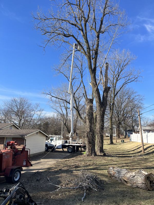 Tree Removal