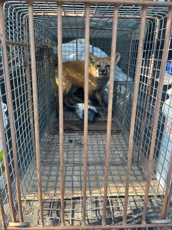 Humane Animal Trapping and Relocation