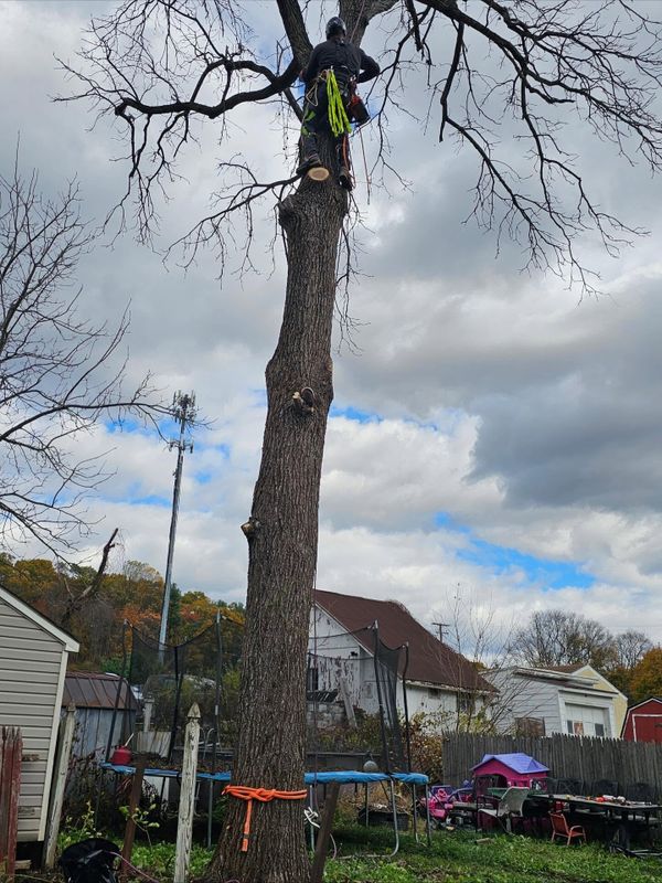 Tree Removal