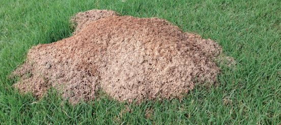 Once a Year Fire Ant