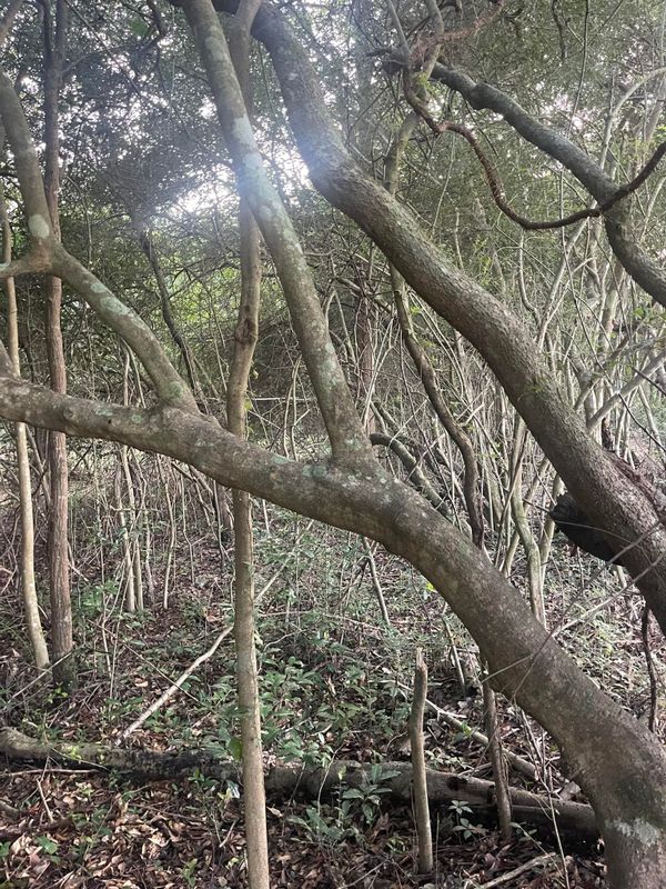 Tree Trimming & Removal gallery