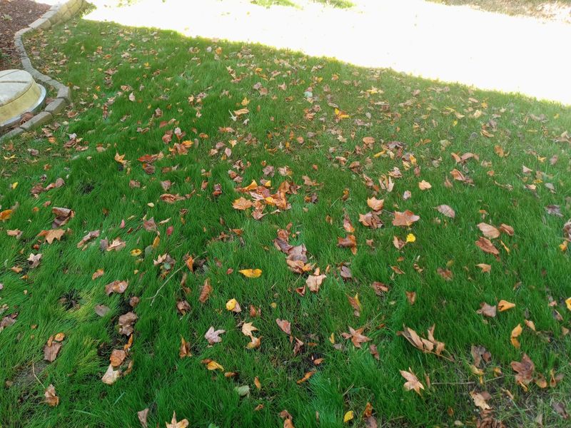 Grass Up