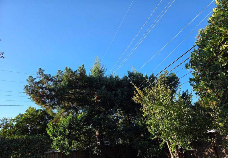 Tree Services