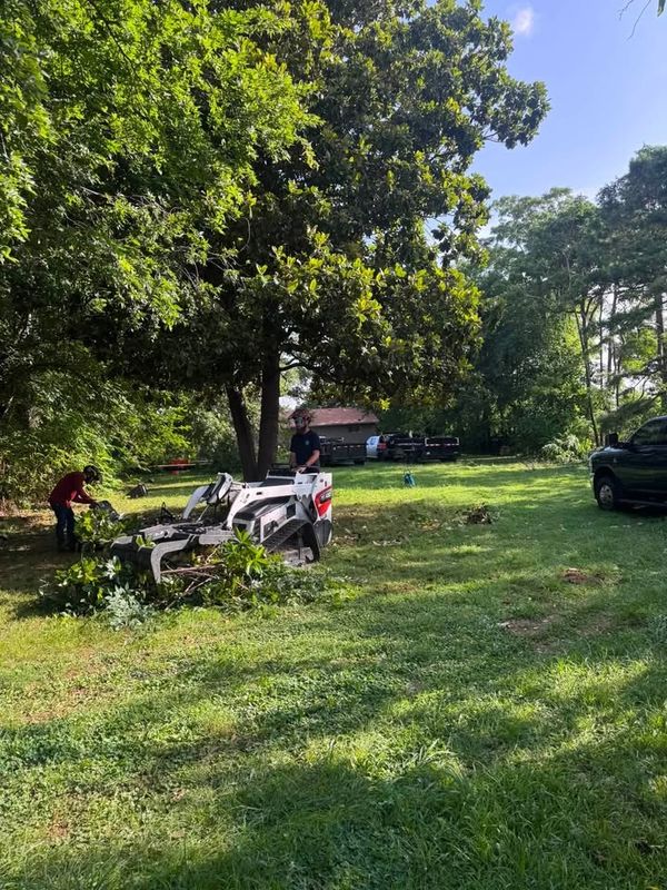 Tree Trimming