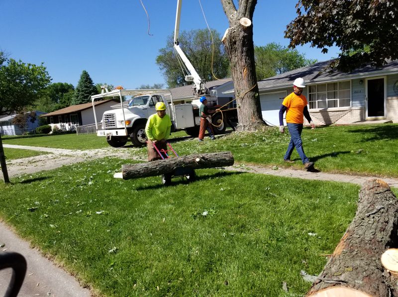 Tree Removal gallery