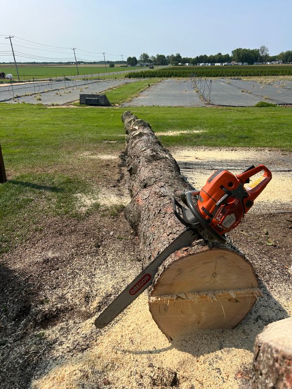 Stump Removal