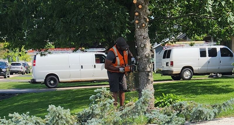 Tree Trimming