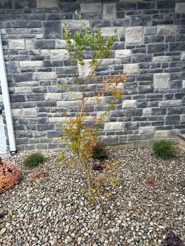 Shrub Trimming
