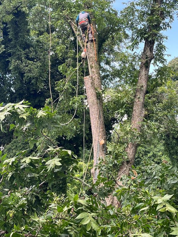 Tree Removal