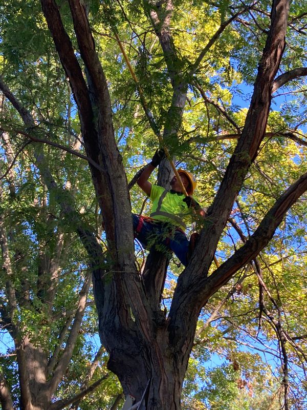 Tree Removal