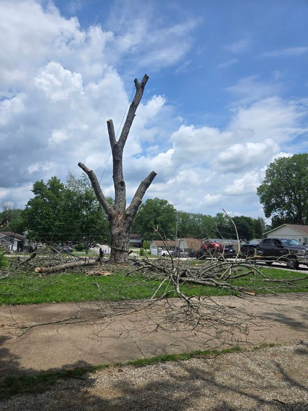 Tree Trimming