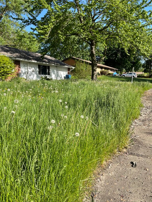 Bi-Weekly Lawn Maintenance