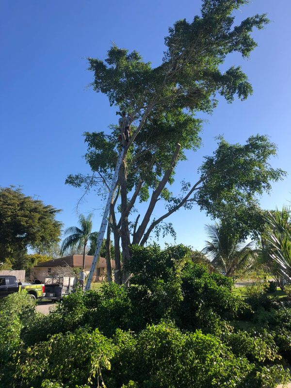 Trimming and pruning