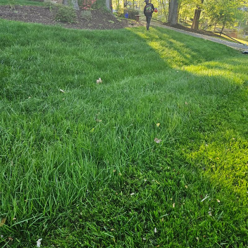 Lawn Maintenance