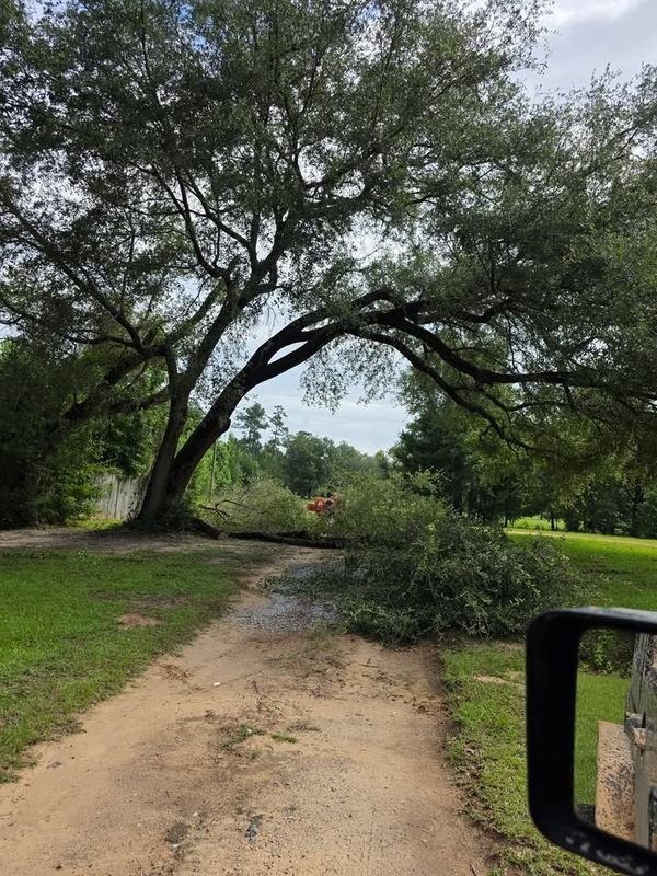 Tree Removal