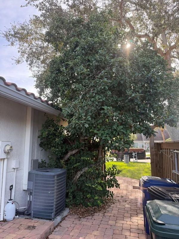 Tree Trimming