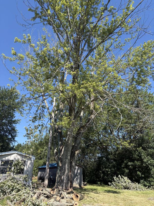 Tree Removal