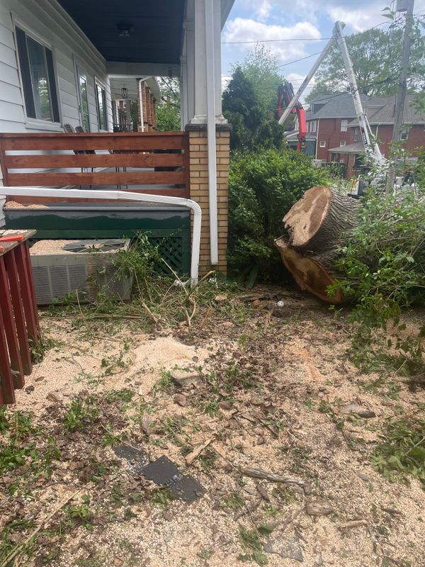 Tree Removal gallery